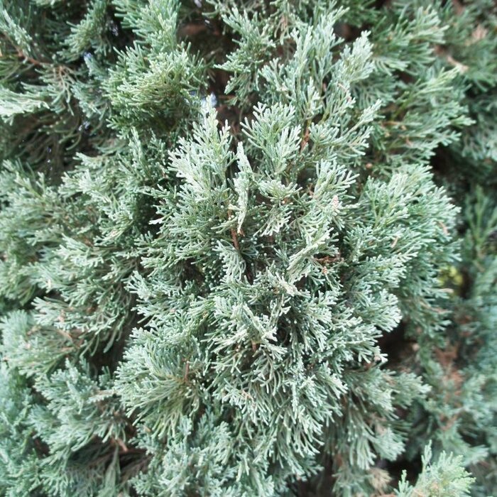 Jeneverbes - Juniperus horizontalis Icee Blue