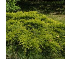 Jeneverbes - Juniperus horizontalis 'Golden Carpet'