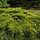 Jeneverbes - Juniperus horizontalis 'Golden Carpet'