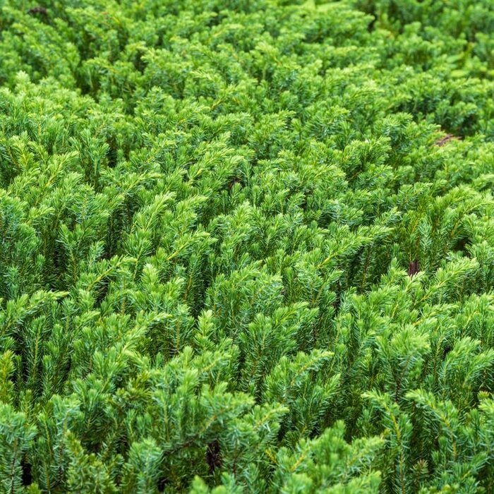 Jeneverbes - Juniperus conferta 'Blue Pacific'