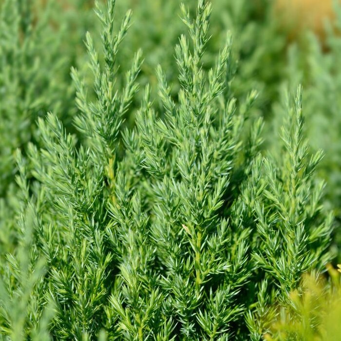Jeneverbes - Juniperus chinensis 'Stricta'