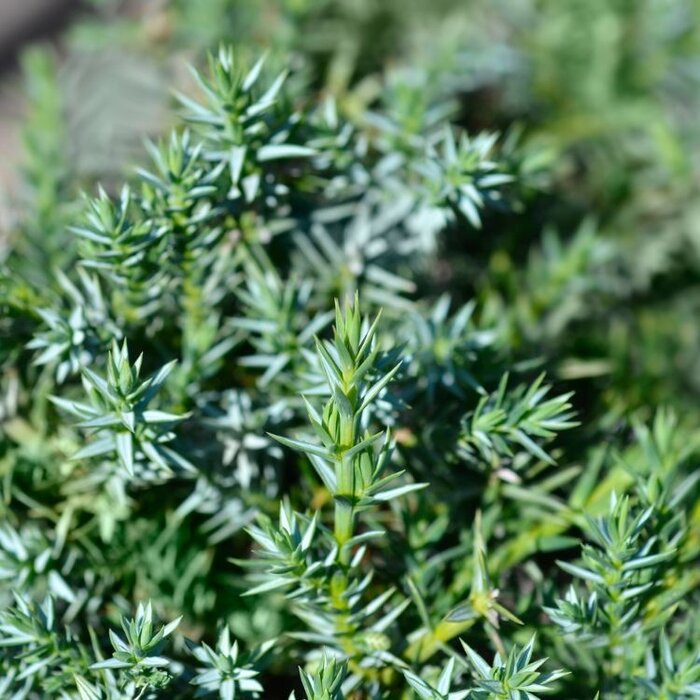 Jeneverbes - Juniperus chinensis 'Blue Alps'