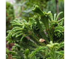 Japanse cipres - Cryptomeria japonica 'Cristata'