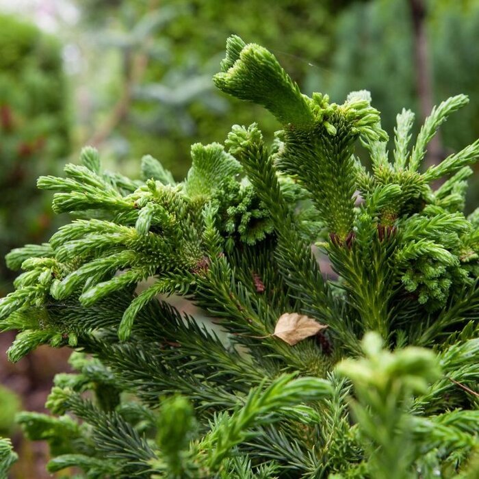 Japanse cipres - Cryptomeria japonica 'Cristata'
