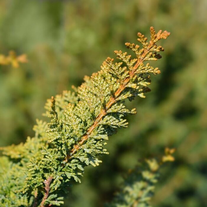 Schijncipres - Chamaecyparis obtusa 'Teddy Bear'