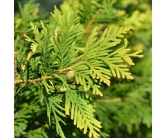 Gele coniferenhaag - Chamaecyparis lawsoniana 'Ivonne'