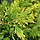Gele conifeerhaag - Chamaecyparis lawsoniana 'Ivonne'