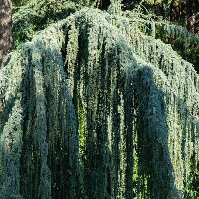 Blauwe treurceder - Cedrus libani 'Glauca Pendula'