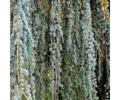 Blauwe treurceder - Cedrus libani 'Glauca Pendula'