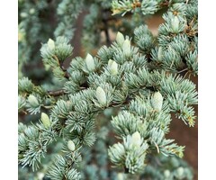 Libanonceder - Cedrus libani 'Glauca'