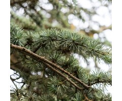 Libanonceder - Cedrus libani 'Fastigiata'