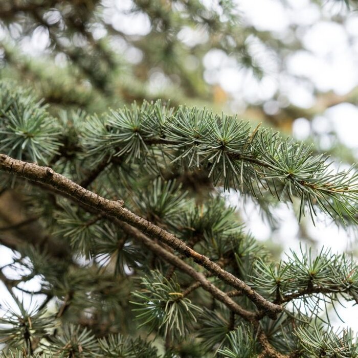 Libanonceder - Cedrus libani 'Fastigiata'