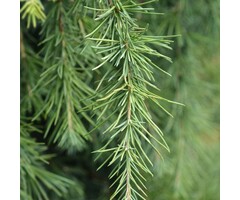 Blauwe Himalayaceder - Cedrus deodara 'Feelin' Blue'