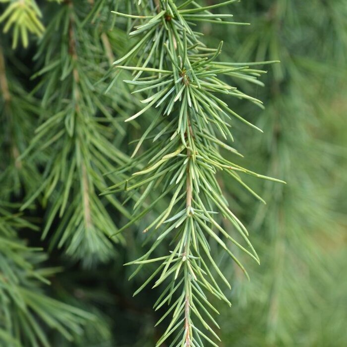 Blauwe Himalayaceder - Cedrus deodara 'Feelin' Blue'