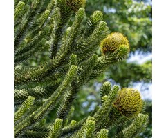 Apenboom - Araucaria araucana