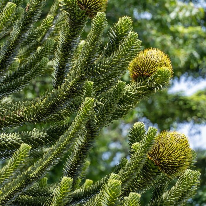 Apenboom - Araucaria araucana