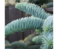 Blauwe zilverspar - Abies procera 'Glauca'
