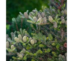 Koreaanse zilverspar - Abies koreana 'Silberlocke'