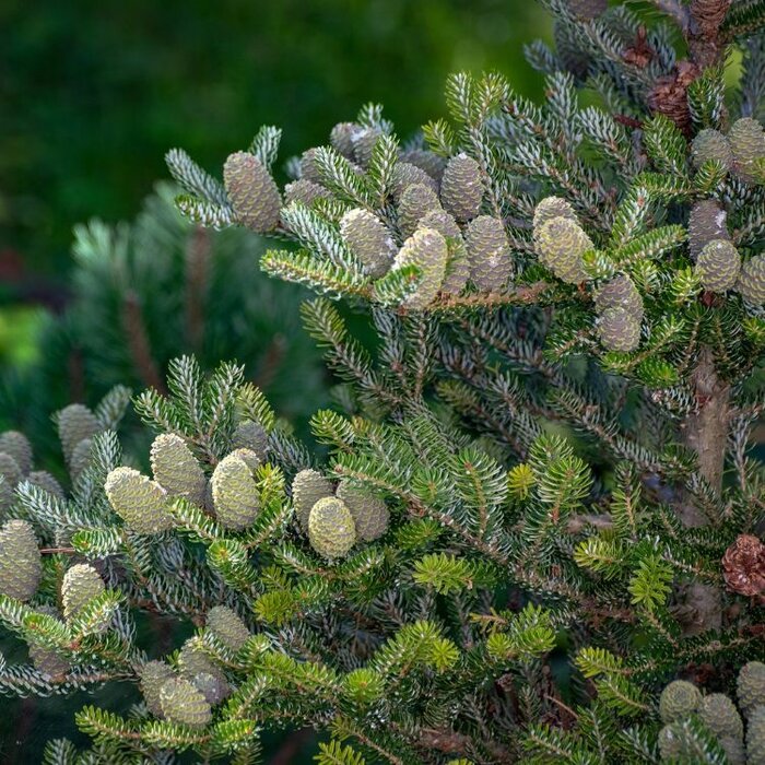 Koreaanse zilverspar - Abies koreana 'Silberlocke'