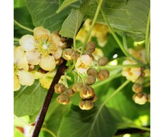 Kiwibes - Actinidia arguta 'Bayern'