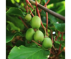 Kiwibes - Actinidia arguta 'Geneva'