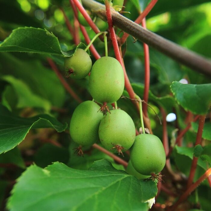 Kiwibes - Actinidia arguta 'Geneva'