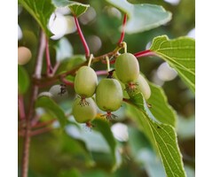 Kiwibes - Actinidia arguta 'Issai'