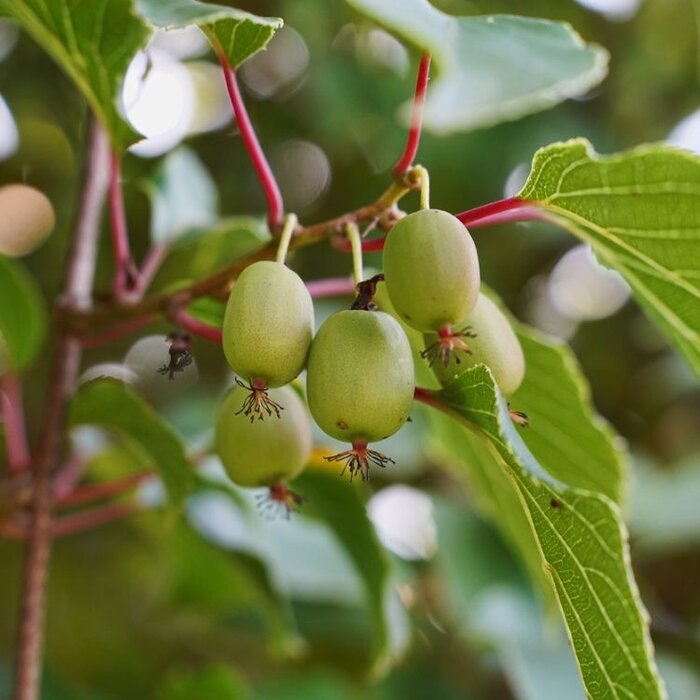 Kiwibes - Actinidia arguta 'Issai'