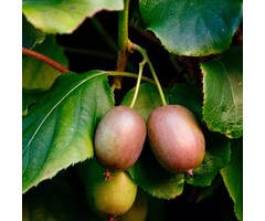 Kiwibes - Actinidia arguta 'Ken's Red'