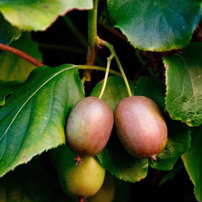 Kiwibes - Actinidia arguta 'Ken's Red'