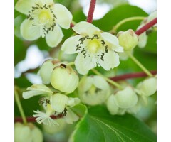 Kiwibes - Actinidia arguta 'Weiki'