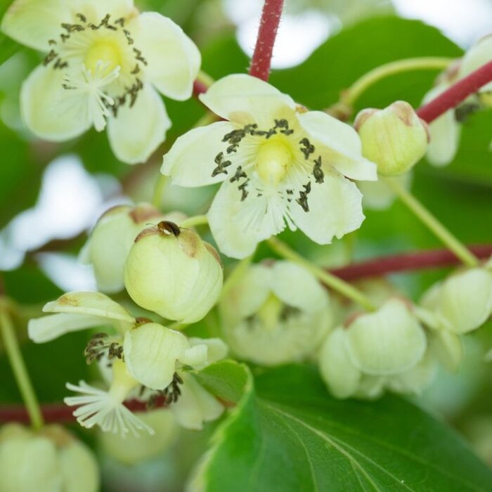 Kiwibes - Actinidia arguta 'Weiki'