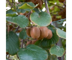 Kiwiplant - Actinidia deliciosa 'Atlas'