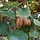 Kiwiplant - Actinidia deliciosa 'Atlas'