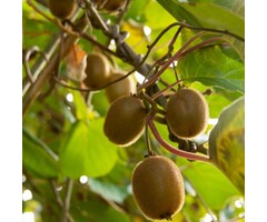 Kiwiplant - Actinidia deliciosa 'Boskoop'