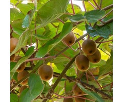 Kiwiplant - Actinidia deliciosa 'Hayward'