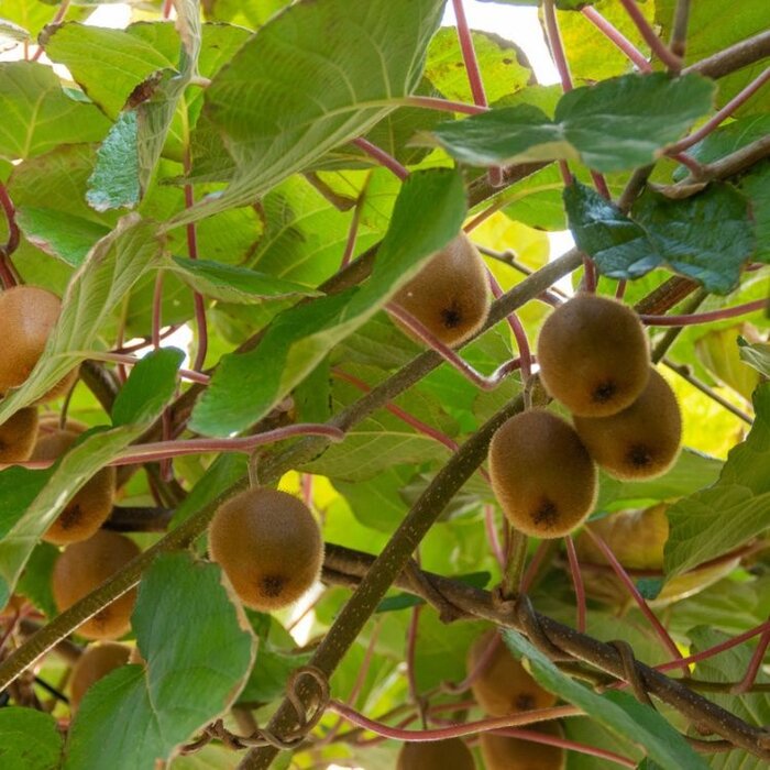 Kiwiplant - Actinidia deliciosa 'Hayward'