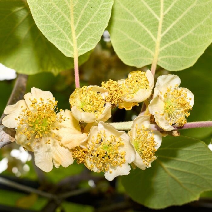 Kiwiplant - Actinidia deliciosa 'Hayward'