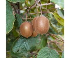 Kiwiplant - Actinidia deliciosa 'Jenny'