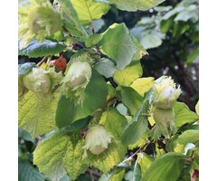 Hazelnoot - Corylus 'Cosford'