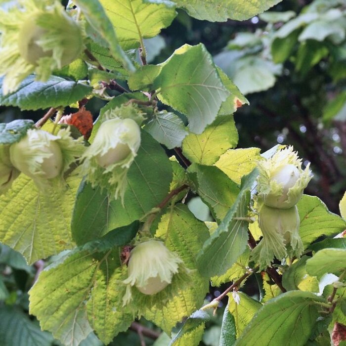 Hazelnoot - Corylus 'Cosford'