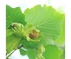 Hazelnoot - Corylus 'Halle'sche Riesen'