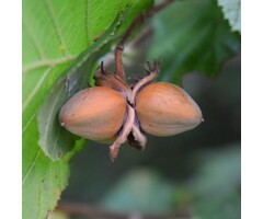 Hazelnoot - Corylus 'Lange Zellernuss'