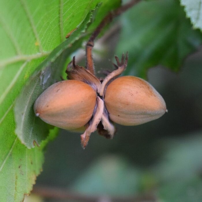 Hazelnoot - Corylus 'Lange Zellernuss'