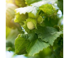 Hazelnoot - Corylus 'Webb's Prize Cob'
