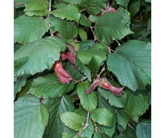 Hazelnoot - Corylus maxima 'Rode Lambert'