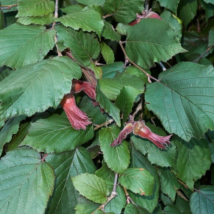 Hazelnoot - Corylus maxima 'Rode Lambert'