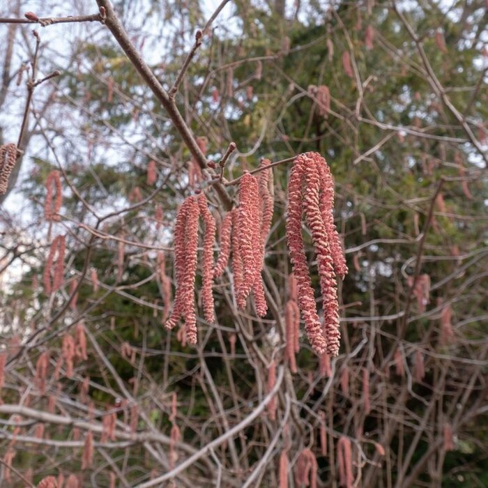 Hazelnoot - Corylus maxima 'Rode Lambert'