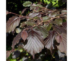 Hazelnoot - Corylus maxima 'Rode Zellernoot'