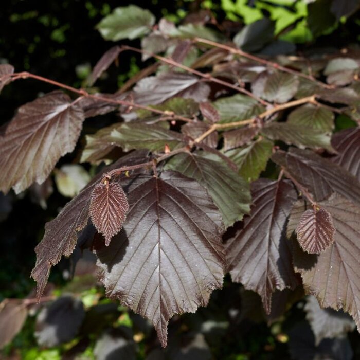 Hazelnoot - Corylus maxima 'Rode Zellernoot'